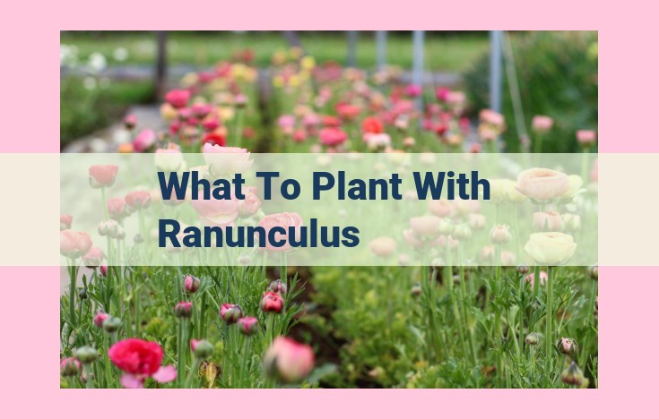 what to plant with ranunculus