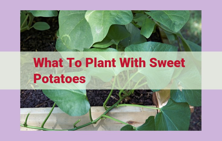 what to plant with sweet potatoes