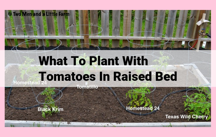 what to plant with tomatoes in raised bed