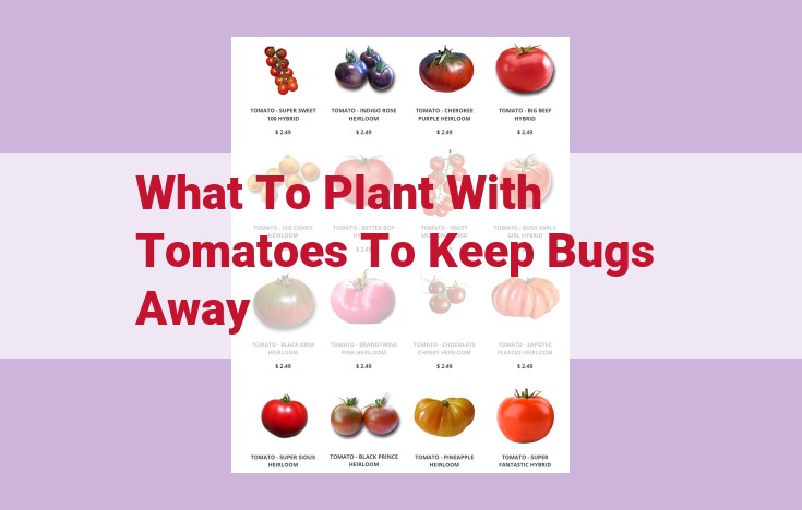 what to plant with tomatoes to keep bugs away