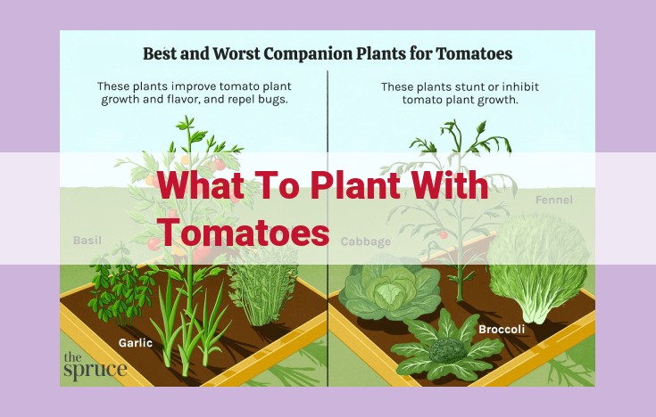 what to plant with tomatoes